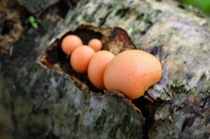 Lycogala_terrestre.jpg