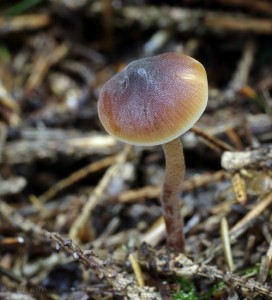 Macrocystidia cucumis.jpg