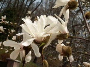 Magnolia stellata.jpg