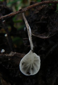 Marasmius_epiphyllusw.jpg