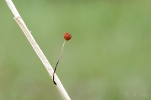 Marasmius_graminum3.jpg