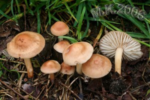 Marasmius_oreades.jpg