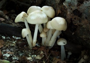 Marasmius wynneae.jpg