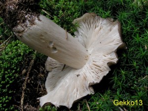 Megacollybia_platyphylla2.JPG