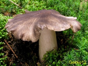 Megacollybia_platyphylla.JPG