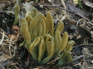 Microglossum viride2.jpg