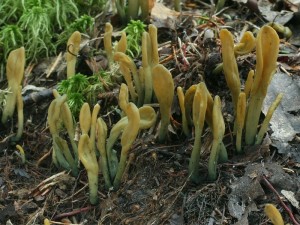 Microglossum viride3.jpg