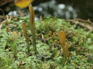 Microglossum viride.jpg