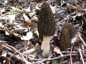 Morchella elata.jpg