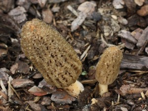 Morchella pragensis2.jpg