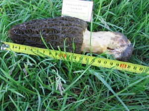 Morchella pragensis 1..jpg