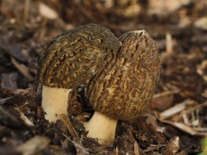 Morchella pragensis.jpg