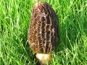 Morchella pragensis.jpg