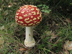 muchomrka erven -Amanita muscaria 3.jpg