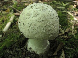 muchomrka ikovit-Amanita strobiliformis2.jpg