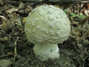 muchomrka ikovit-Amanita strobiliformis3.jpg