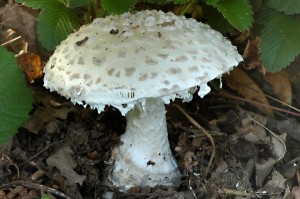 Muchomrka ikovit - Amanita strobiliformis (1).jpg