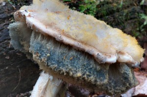 Muchomrka ikovit - Amanita strobiliformis (1) (11).jpg