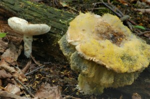 Muchomrka ikovit - Amanita strobiliformis (1) (15).jpg