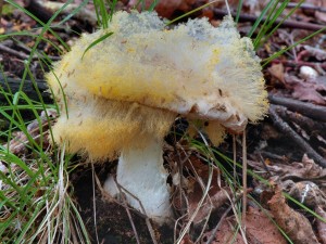 Muchomrka ikovit - Amanita strobiliformis (1) (21).jpg