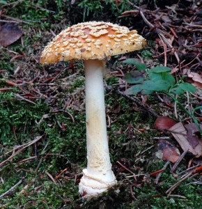 Muchomrka krlovsk - Amanita regalis.jpg