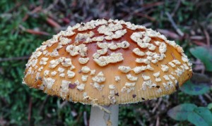 Muchomrka krlovsk - Amanita regalis (1).jpg