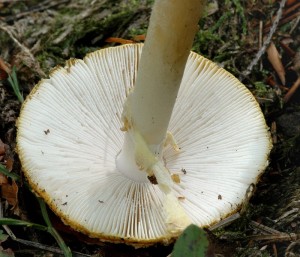 Muchomrka krlovsk - Amanita regalis (2).jpg