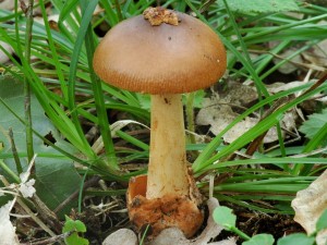 Muchomrka plav - Amanita fulva.jpg