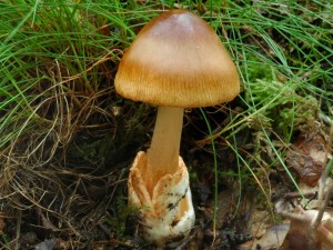 Muchomrka plav - Amanita fulva (1).jpg