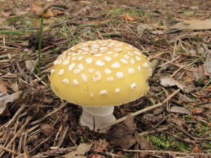 muchomrka slmolut-Amanita gemmata3.JPG