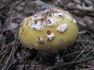 muchomrka slmolut-Amanita gemmata.jpg