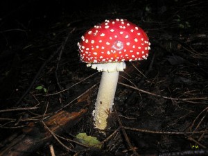 muscaria.JPG