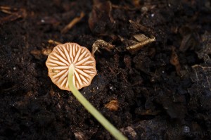 Mycena_acicula3.jpg