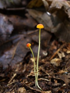 Mycena_acicula.jpg