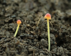 Mycena acicula.jpg