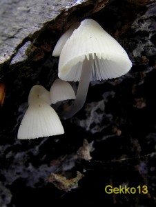 Mycena arcangeliana.JPG