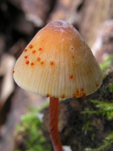 Mycena_crocata2.JPG