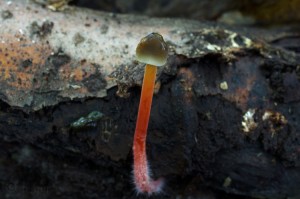 Mycena_crocata2.jpg