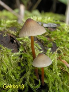 Mycena_crocata3.JPG