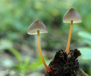 Mycena crocata.jpg