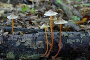 Mycena_crocata.jpg