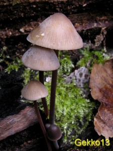 Mycena_crocata.JPG