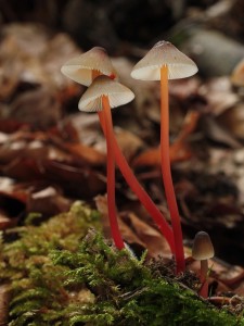 Mycena crocata.jpg