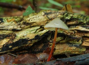 Mycena_crocata.jpg