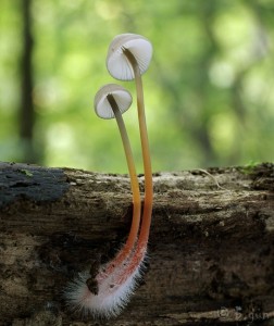 Mycena crocata (2).jpg