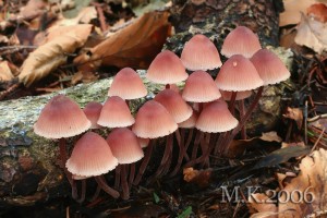 Mycena_haematopus.jpg