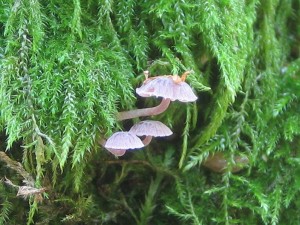 Mycena meliigena.jpg