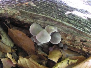 Mycena_oortiana.JPG