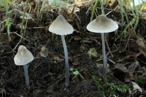 Mycena polygramma (3).jpg