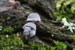 Mycena_pseudocorticola.02.jpg